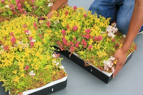 Vegetated Roof Modules